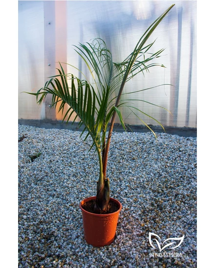 Háromszög pálma - Dypsis decaryi eladó