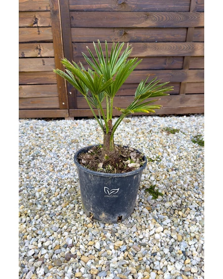 Japán kenderpálma - Trachycarpus wagnerianus eladó