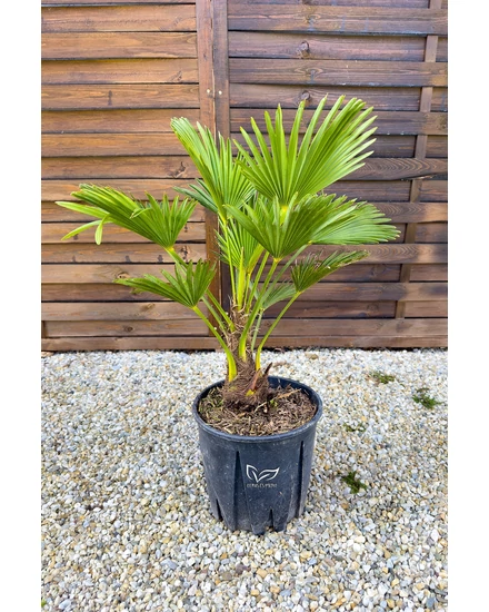 Japán kenderpálma - Trachycarpus wagnerianus eladó