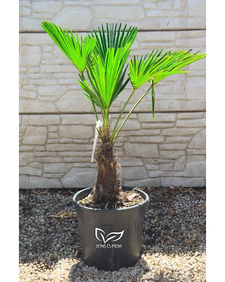 Japán kenderpálma - Trachycarpus wagnerianus eladó
