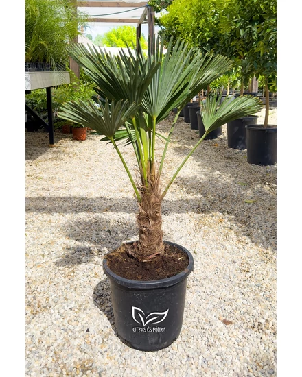 Japán kenderpálma - Trachycarpus wagnerianus eladó