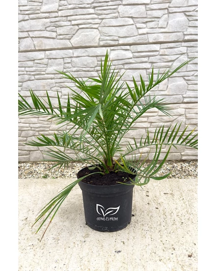 kanári datolyapálma, phoenix canariensis cserépben