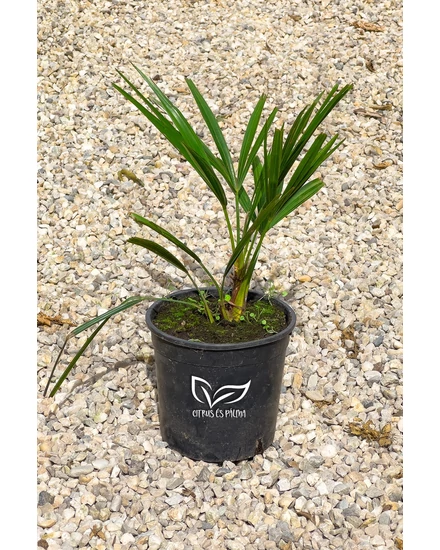 Kínai kenderpálma - Trachycarpus fortunei cserépben