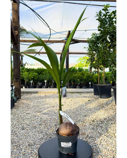 Kókuszpálma - Cocos nucifera eladó