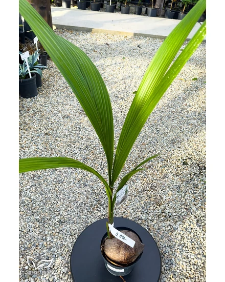 Kokosnusspalme - Cocos nucifera zu verkaufen | Citrus & Palm - Gardening