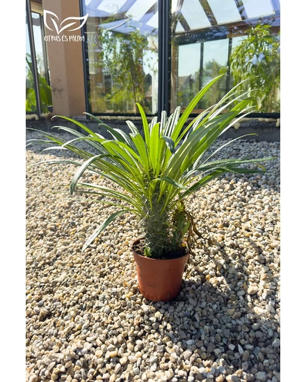 Madagaszkári pálma - Pachypodium lamerei elaldó