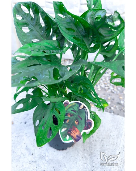 Monkey Leaf plma - Monstera Adansonii elad | Citrus s Plma