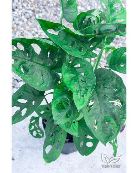 Palmier cu frunze de maimu - Monstera Adansonii de vnzare | Citrus i  Palm
