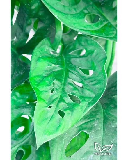 Affenblattpalme - Monstera Adansonii
