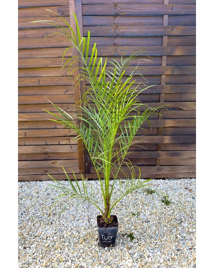 Törpe datolyapálma - Phoenix roebelenii cserépben