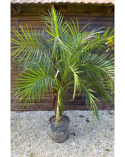 Törpe datolyapálma - Phoenix roebelenii cserépben