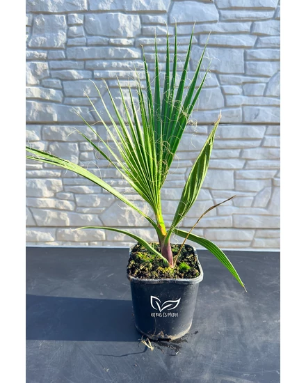 Fonalaslevelű Washington-pálma - Washingtonia filifera