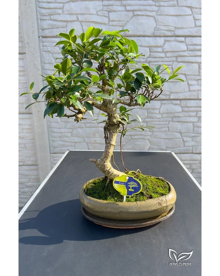 Ficus "bonsai"