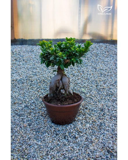 Ficus ginseng &quot;bonsai&quot;