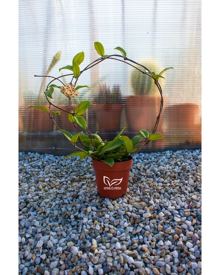 Hoya Carnosa - Viaszvirág