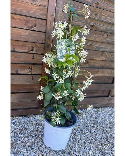 Csillagjázmin - Trachelospermum jasminoides