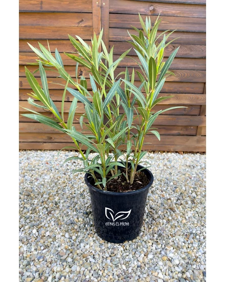 Nerium oleander - Leander