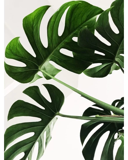 monstera obliqua vs obliqua peru Monstera Obliqua Peru Rare Cutting Perforated Leaves – plantandstories