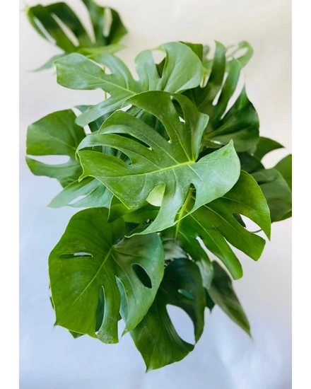 weiße monstera online kaufen Monstera Variegata main image 0
