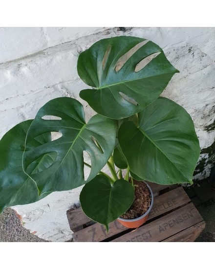 philodendron in wasser Tipps zur Pflege deiner Pflanze : Philodendron scandens – PflanzenFuerAlle