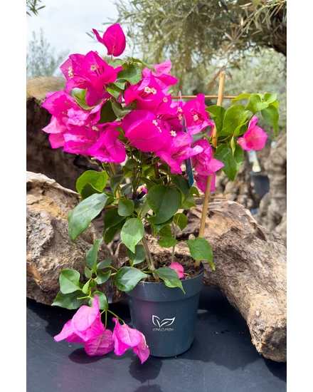 Murvafürt - Bougainvillea - magenta - cserépben eladó