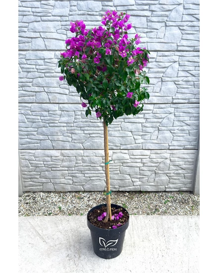 Murvafürt - Bougainvillea cserépben