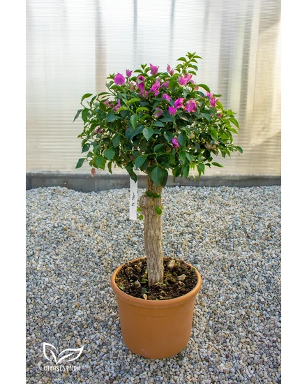 Murvafürt - Bougainvillea cserépben
