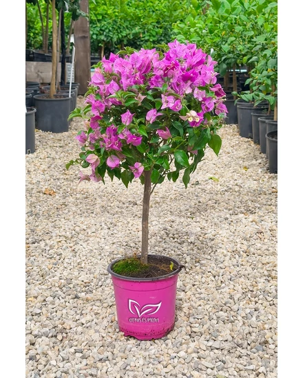 Murvafürt - Bougainvillea cserépben