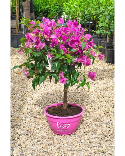 Murvafürt - Bougainvillea cserépben