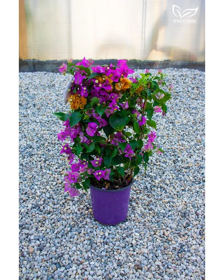 Murvafürt - Bougainvillea cserépben