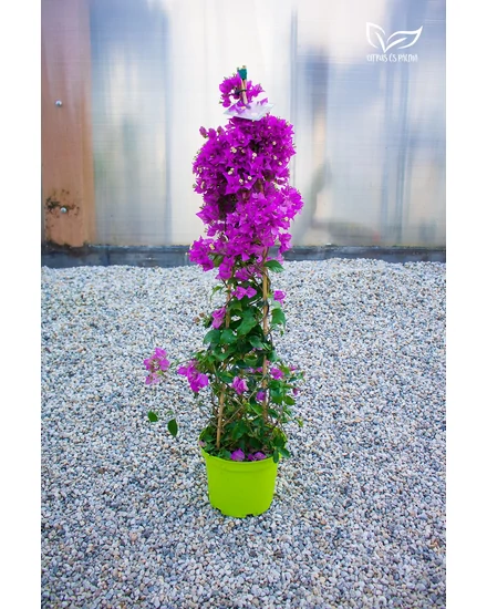 Murvafürt - Bougainvillea cserépben