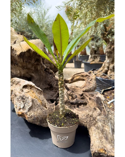 Plumeria Rubra eladó