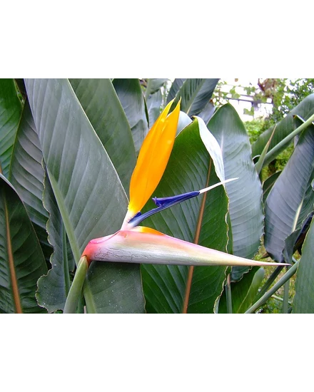 zimmerpflanzen ampel Kokodama-Ampel Monstera Minima kaufen main image 0