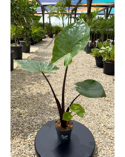 alocasia black cobra