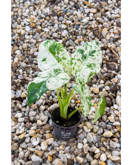 Elefántfül - Alocasia Macrorrhiza Variegata Albo