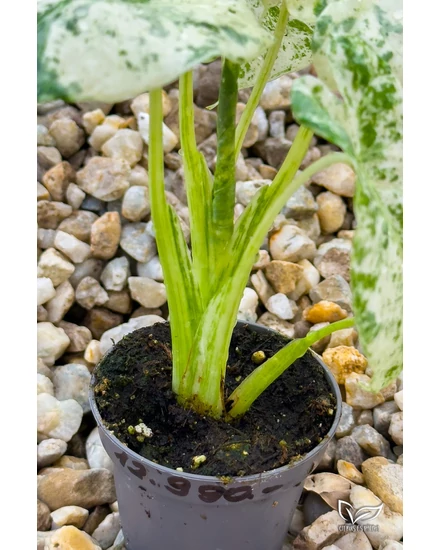 Alocasia Macrorrhiza Variegata Albo elad | citrusespalma.hu