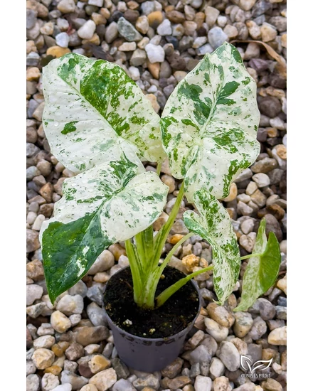 Alocasia Macrorrhiza Variegata Albo elad | citrusespalma.hu