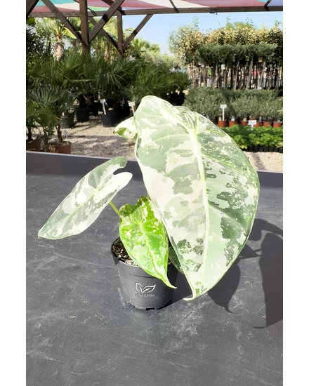 Alocasia Frydek Variegata