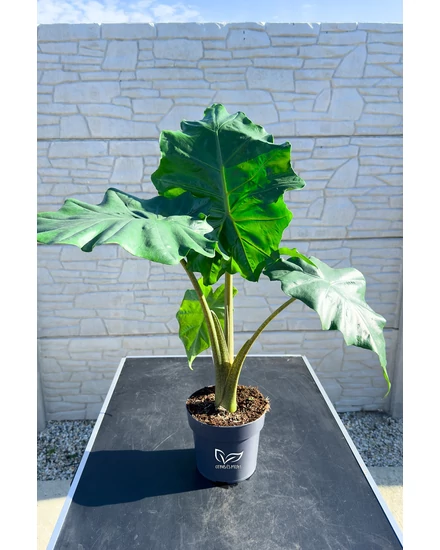 Alocasia portodora