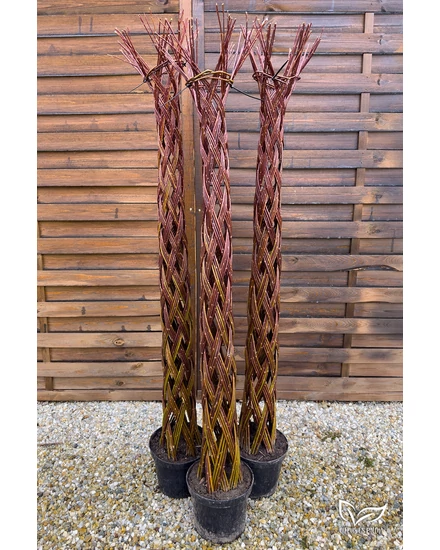 Amerikai fűz 'Fonott' - Salix cordata