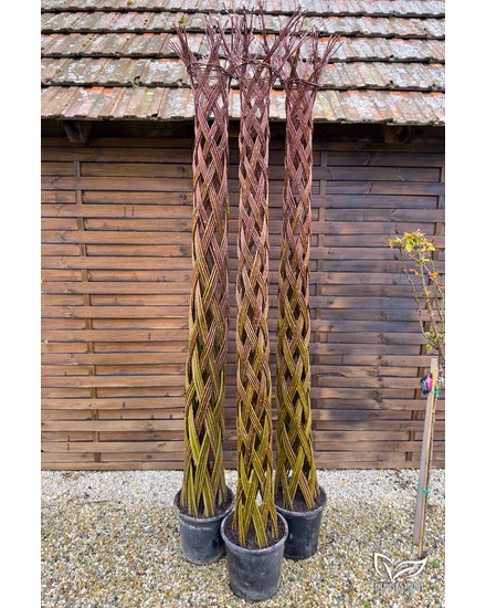 Amerikai fűz 'Fonott' - Salix cordata