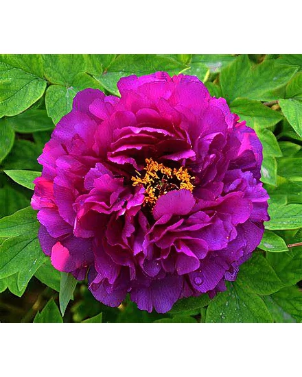 Fás bazsarózsa - Paeonia suffruticosa Lavender