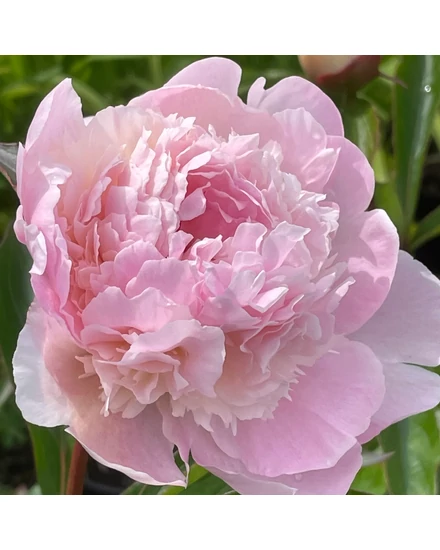 Illatos bazsarózsa - Paeonia lactiflora 'Alertie'