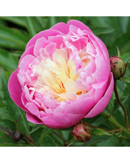 Illatos bazsarózsa - Paeonia lactiflora 'Blow of Beauty'