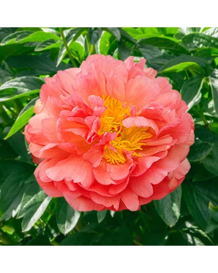 Illatos bazsarózsa - Paeonia lactiflora 'Coral Sunset'
