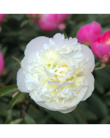 Illatos bazsarózsa - Paeonia lactiflora 'Duchesse de Nemours'