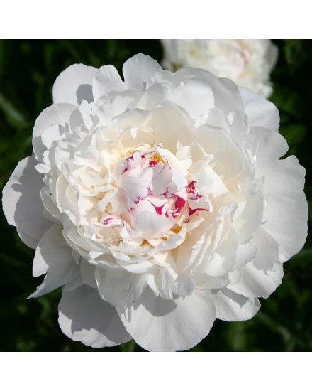 Illatos bazsarózsa - Paeonia lactiflora 'Festiva Maxima'