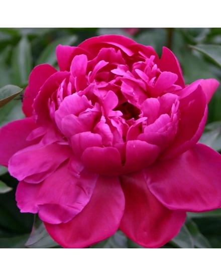 Illatos bazsarózsa - Paeonia lactiflora 'Fiona'