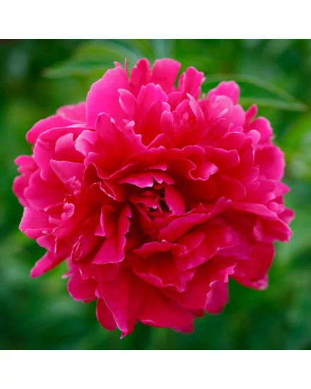 Illatos bazsarózsa - Paeonia lactiflora 'Kansas'