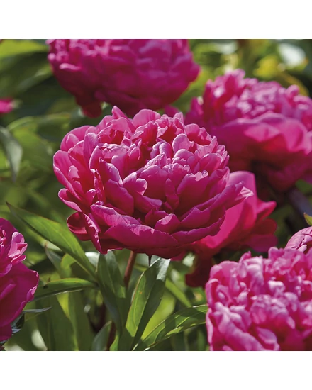 Illatos bazsarózsa - Paeonia lactiflora 'Karl Rosenfield'